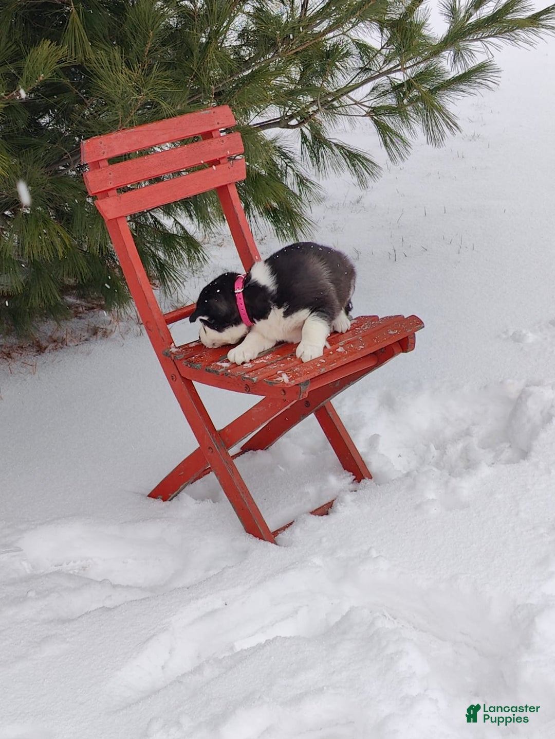 Siberian Husky dogs for sale: Jaidus - Ad 9