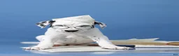 Dalmatian dogs for sale: Dalmatian Puppy 1 - Ad 5