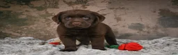 Labrador Retriever dogs for sale: Lexi - Ad 7