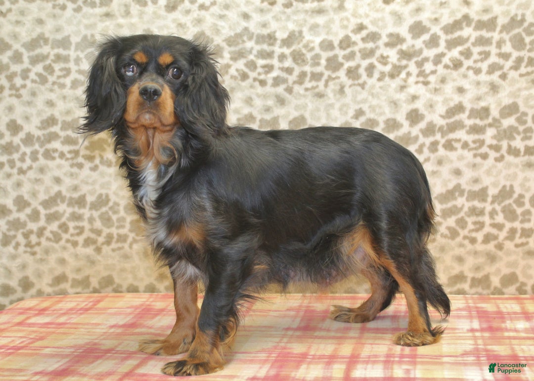 Cavapoo dogs for sale: Trixie - Ad 5