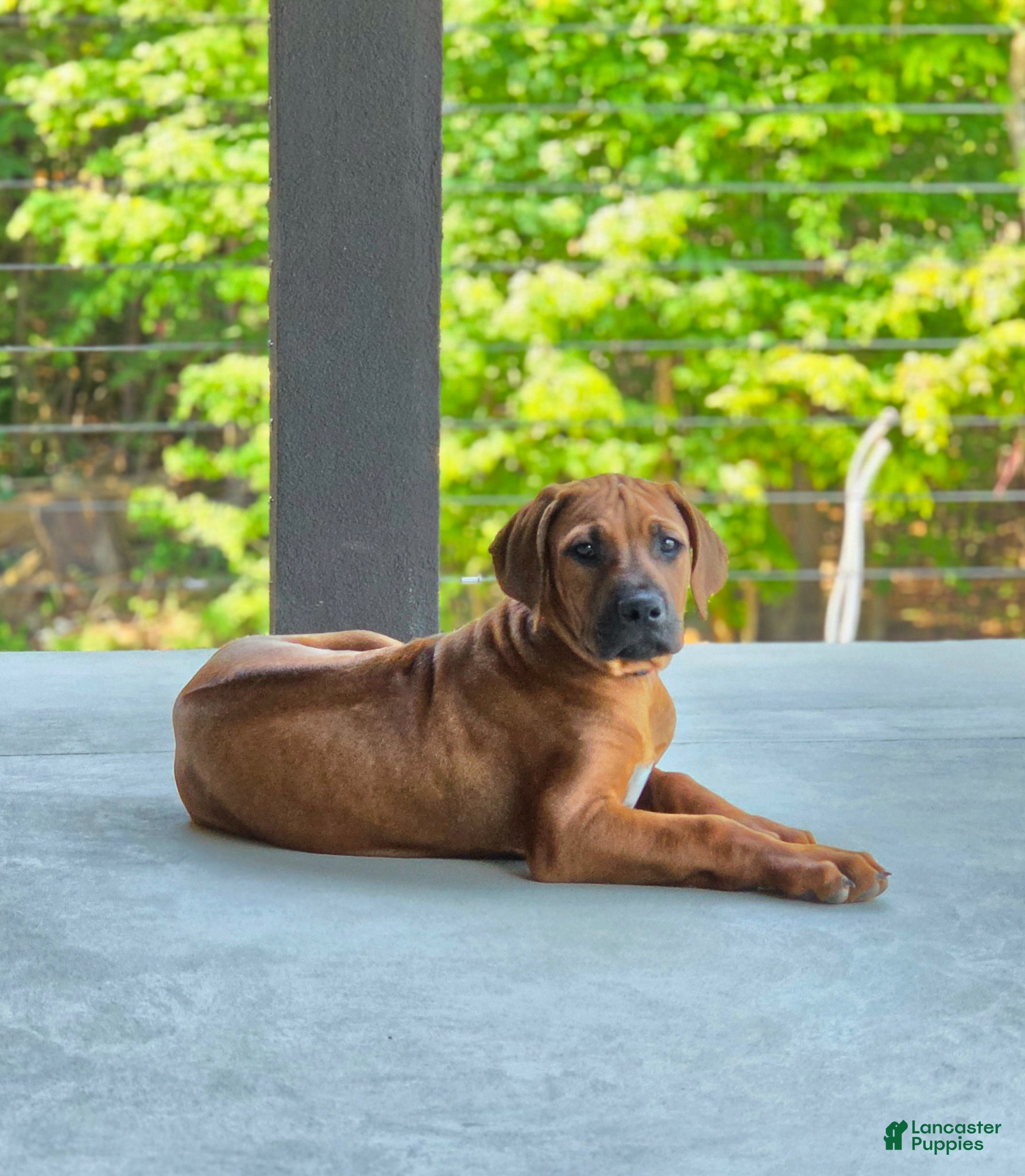 Rhodesian Ridgeback dogs Rhodesian Ridgeback Puppy 4 - Ad 2