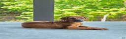 Rhodesian Ridgeback dogs for sale: Rhodesian Ridgeback Puppy 4 - Ad 2