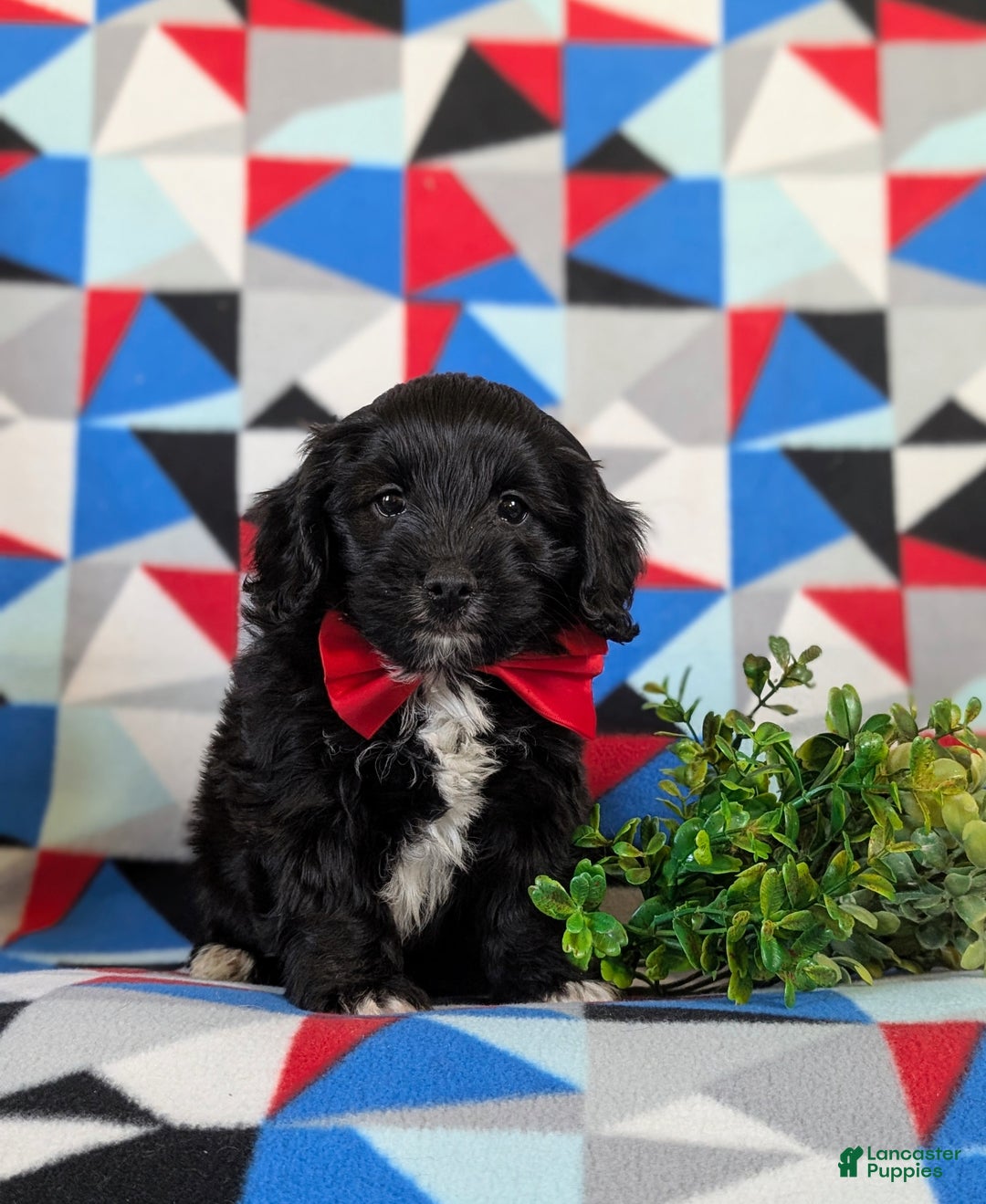 Mixed Breed dogs for sale: Ajay - Ad 1