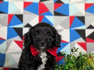 Mixed Breed dogs Ajay - Ad 18