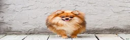 Pomeranian dogs for sale: Jessica - Ad 7