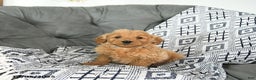 Mini Goldendoodle dogs for sale: Elf - Ad 1