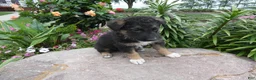 German Shepherd dogs for sale: German Shepherd Braxton 4 - Ad 1