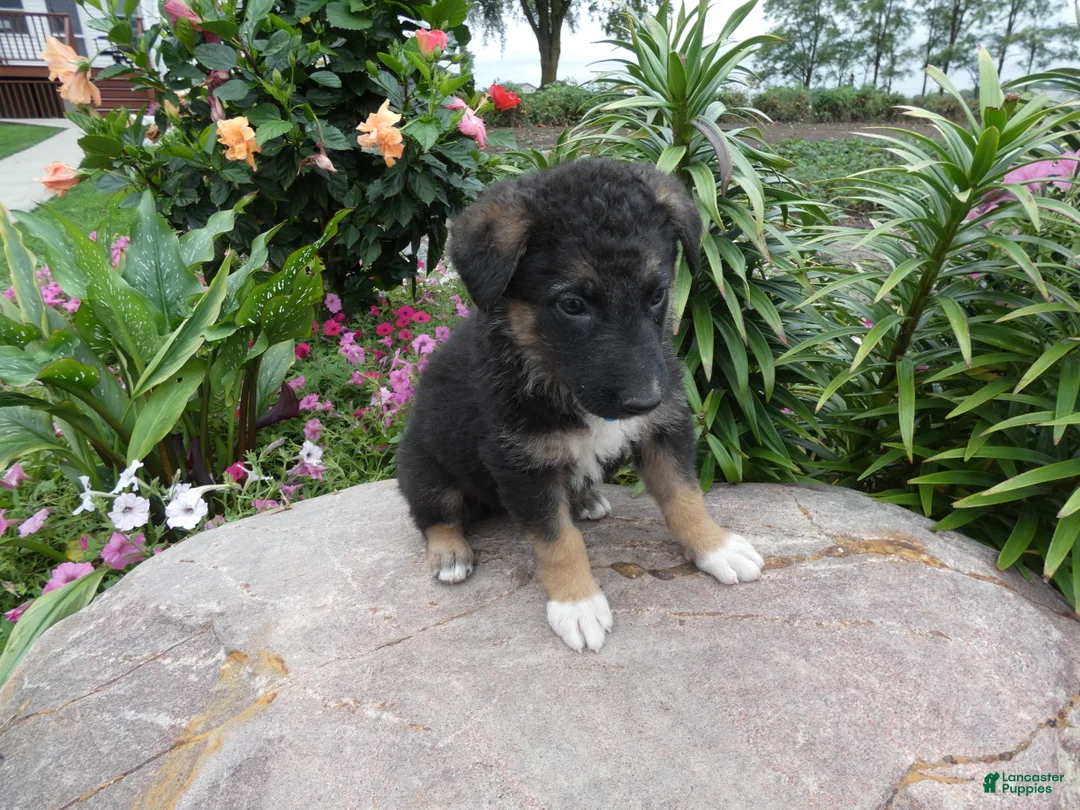 German Shepherd dogs for sale: German Shepherd Braxton 4 - Ad 1