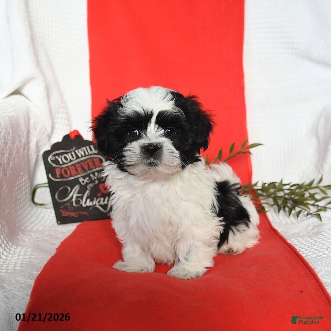 Malshi dogs for sale: Stormy - Ad 4