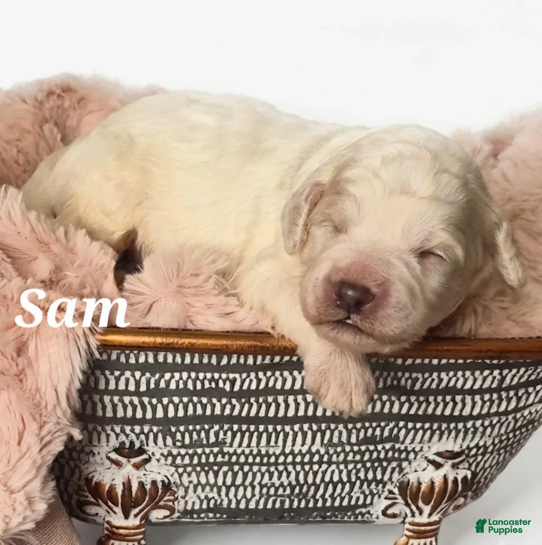 Mixed Breed dogs for sale: Sam - Ad 1
