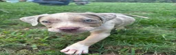 American Pit Bull Terrier dogs for sale: American Pit Bull Terrier 1 - Ad 3