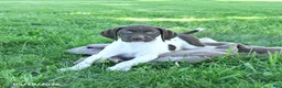 German Shorthaired Pointer dogs for sale: Garnet - Ad 5