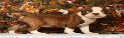 Boston Terrier dogs for sale: Pixie - Ad 7