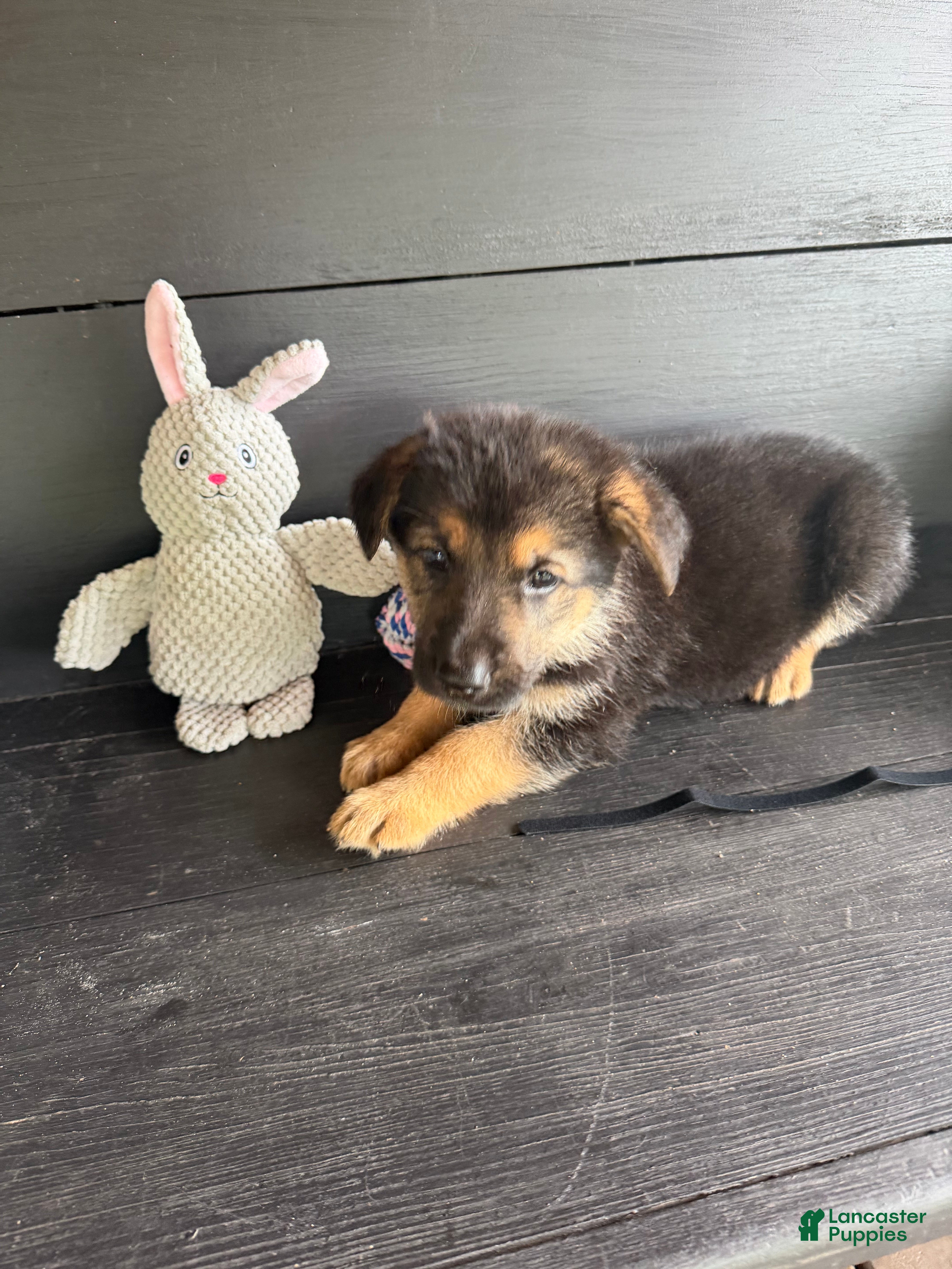 German Shepherd dogs Diesel - Ad 5