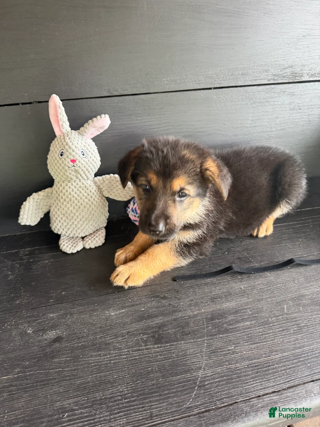German Shepherd dogs for sale: Diesel - Ad 1