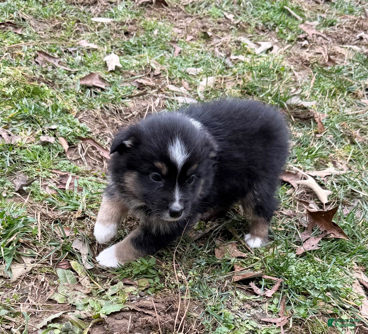 Australian Shepherd dogs Josephine - Ad 2