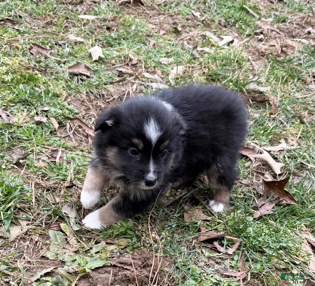 Australian Shepherd dogs for sale: Josephine - Ad 2