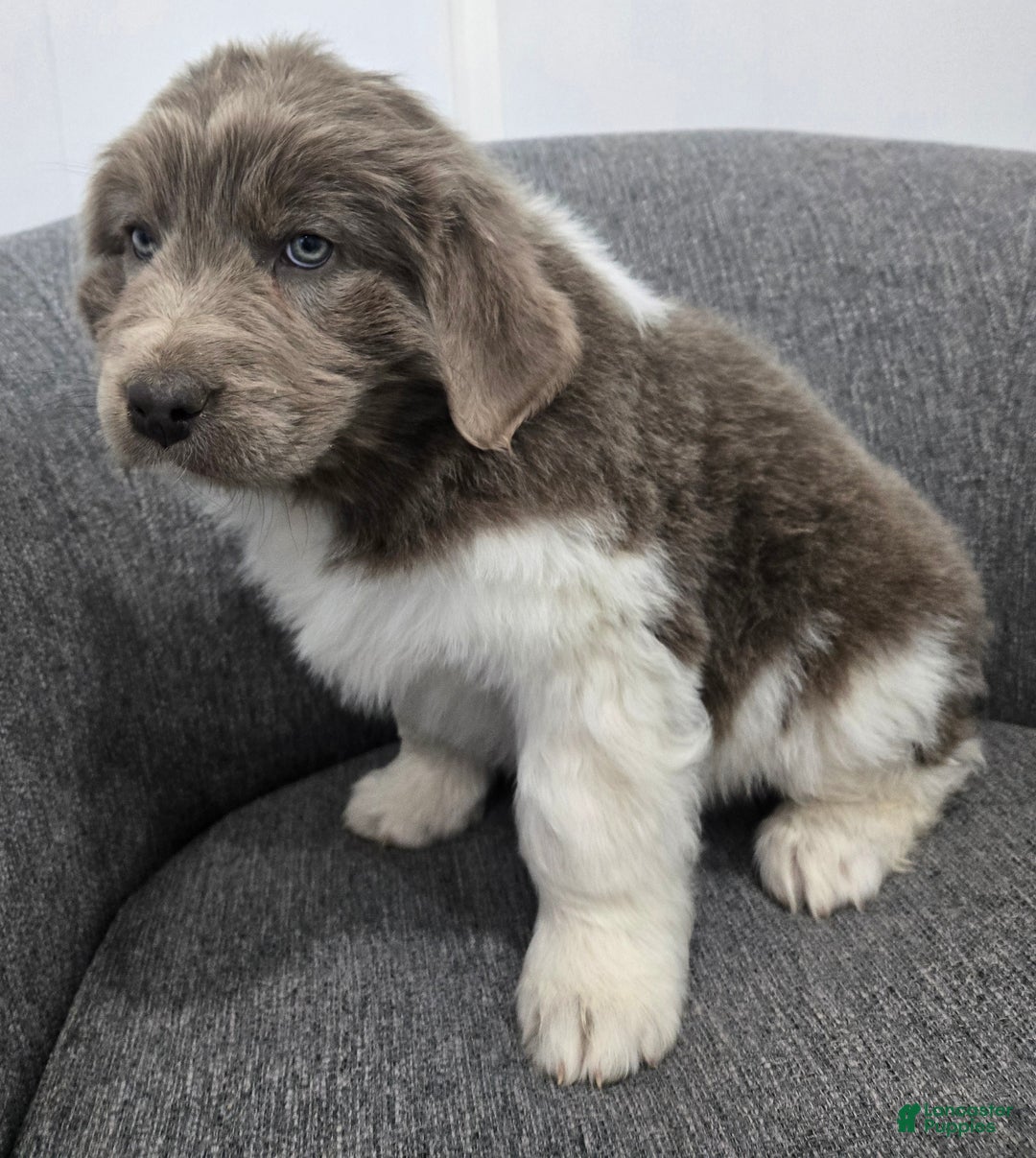 Newfoundland dogs for sale: Bailey  - Ad 3