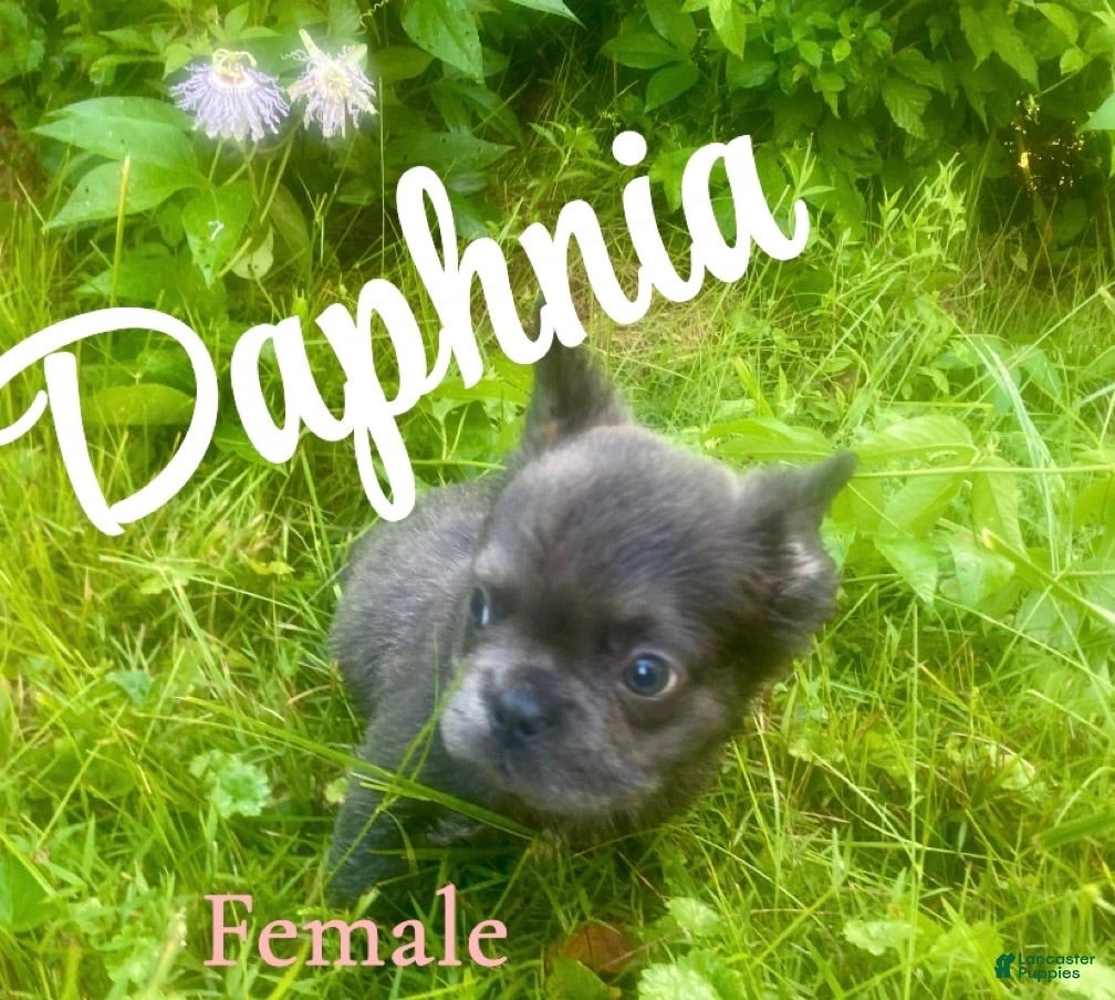French Bulldog dogs Daphnia - Ad 10