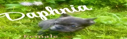 French Bulldog dogs for sale: Daphnia - Ad 1