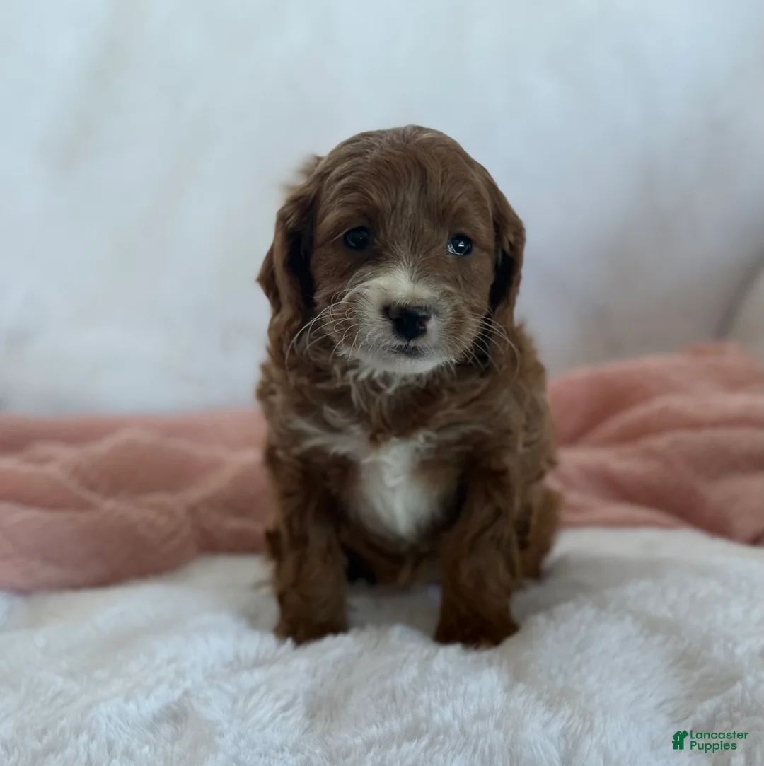 Cavapoo dogs for sale: Aspen  - Ad 7