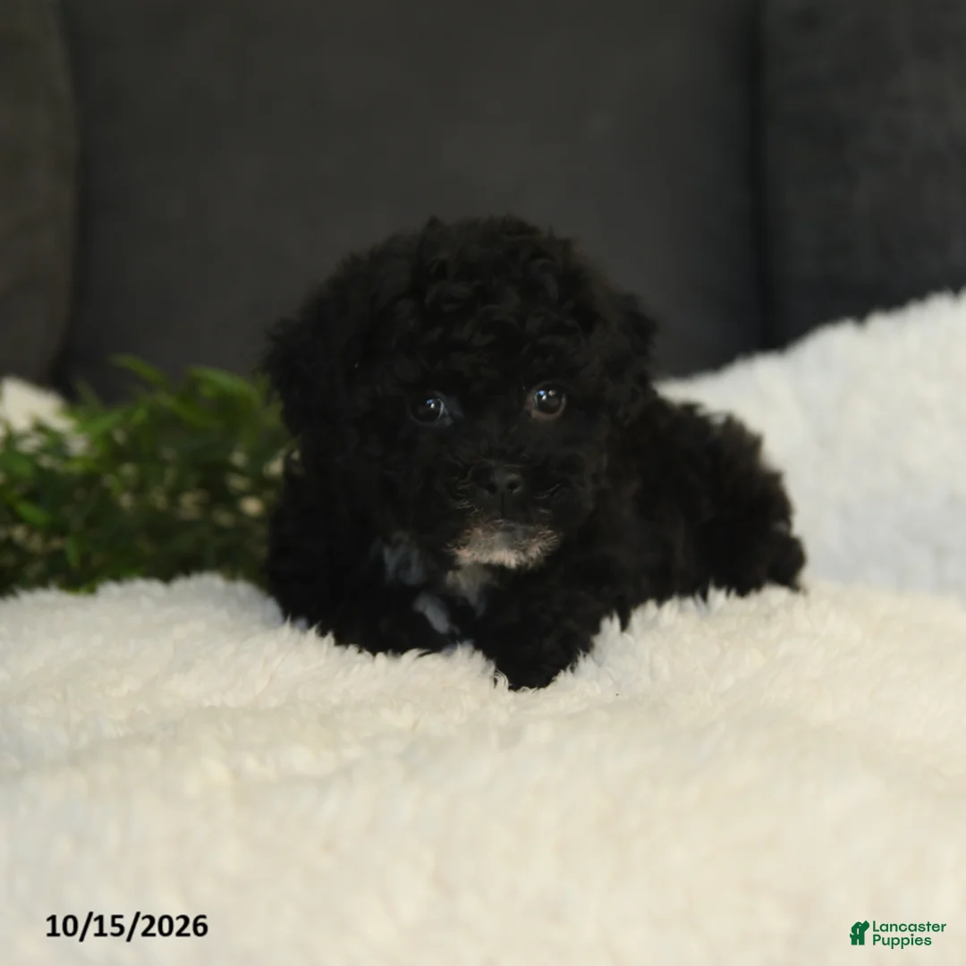 Teddy Bear dogs for sale: Wooton - Ad 5