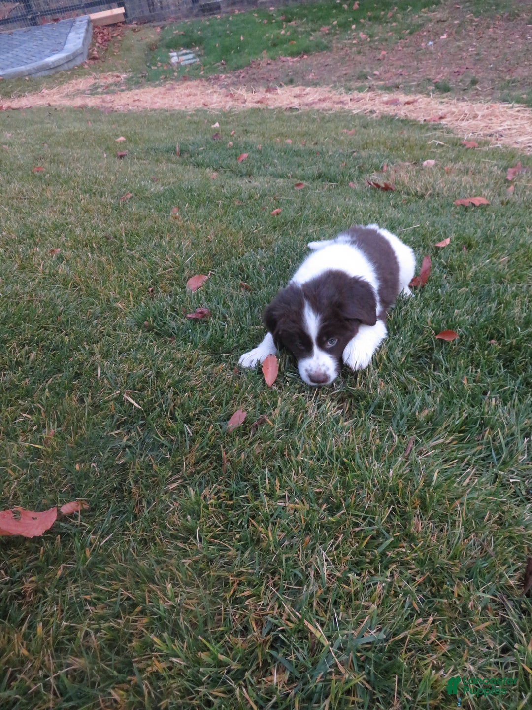 Newfoundland dogs for sale: Chai - Ad 21