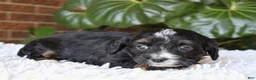 Mini Bernedoodle dogs for sale: Ella - Ad 6