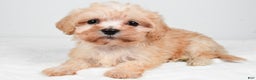 Maltipoo dogs for sale: Bella - Ad 8
