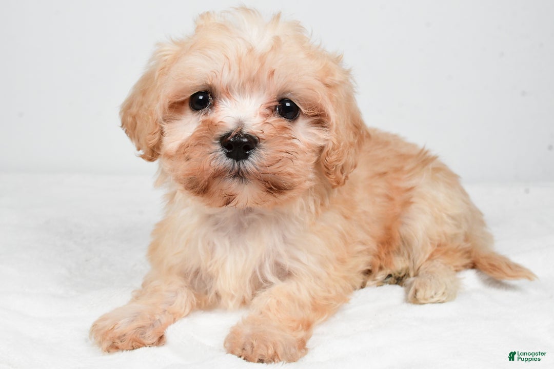 Maltipoo dogs for sale: Bella - Ad 8