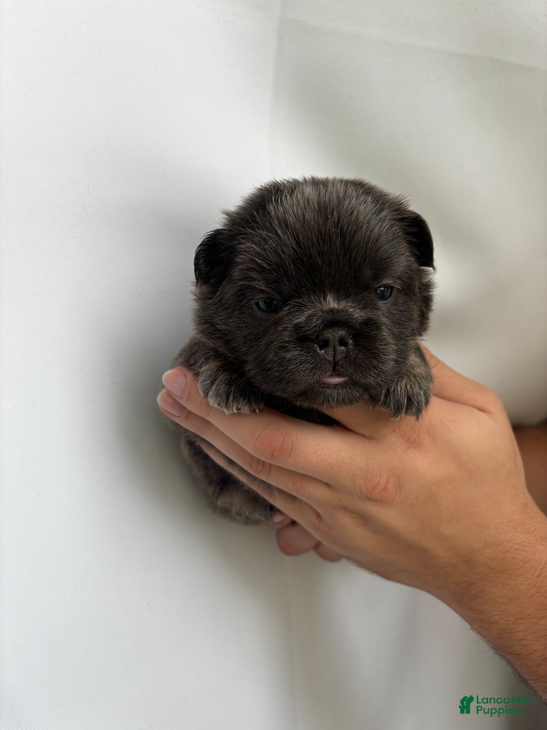 French Bulldog dogs for sale: River - Ad 5