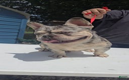 French Bulldog dogs for stud: Riot - Image 2