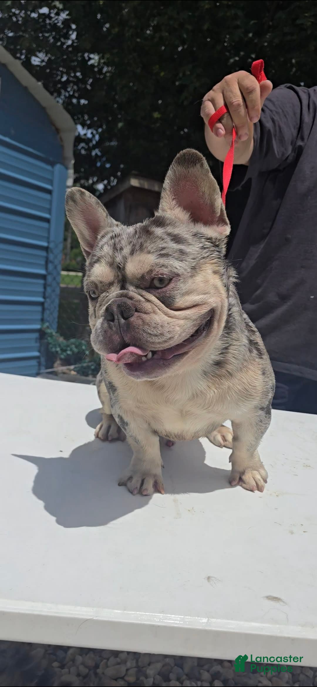 French Bulldog dogs for stud: French Bulldog 1 puppies - Ad 4