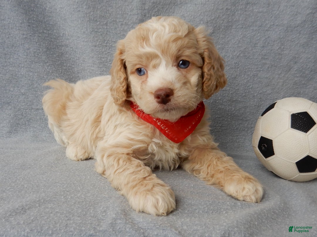 Cockapoo dogs for sale: Jase - Ad 6