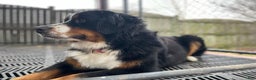 Bernese Mountain Dog dogs for sale: Bernese Mountain Dog Puppy 4 - Ad 2