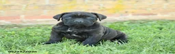 Cane Corso dogs for sale: Dreamer - Ad 4