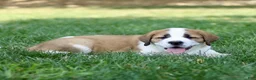 Saint Bernard dogs for sale: Marble  - Ad 2