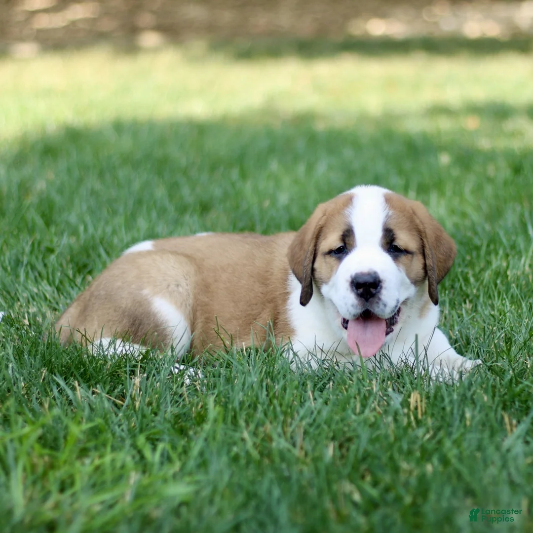Saint Bernard dogs for sale: Marble  - Ad 2