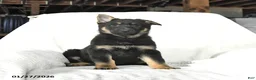 German Shepherd dogs for sale: Tulip - Ad 1