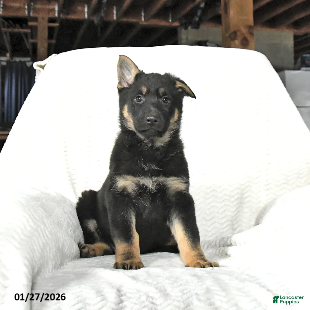 German Shepherd dogs for sale: Tulip - Ad 1