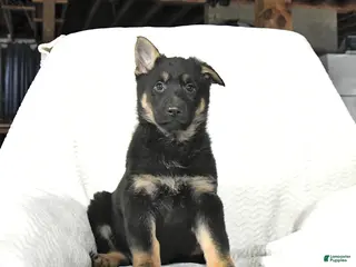 German Shepherd dogs for sale: Tulip - Ad 1