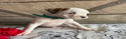 Boxer dogs for sale: Tyson - Ad 2