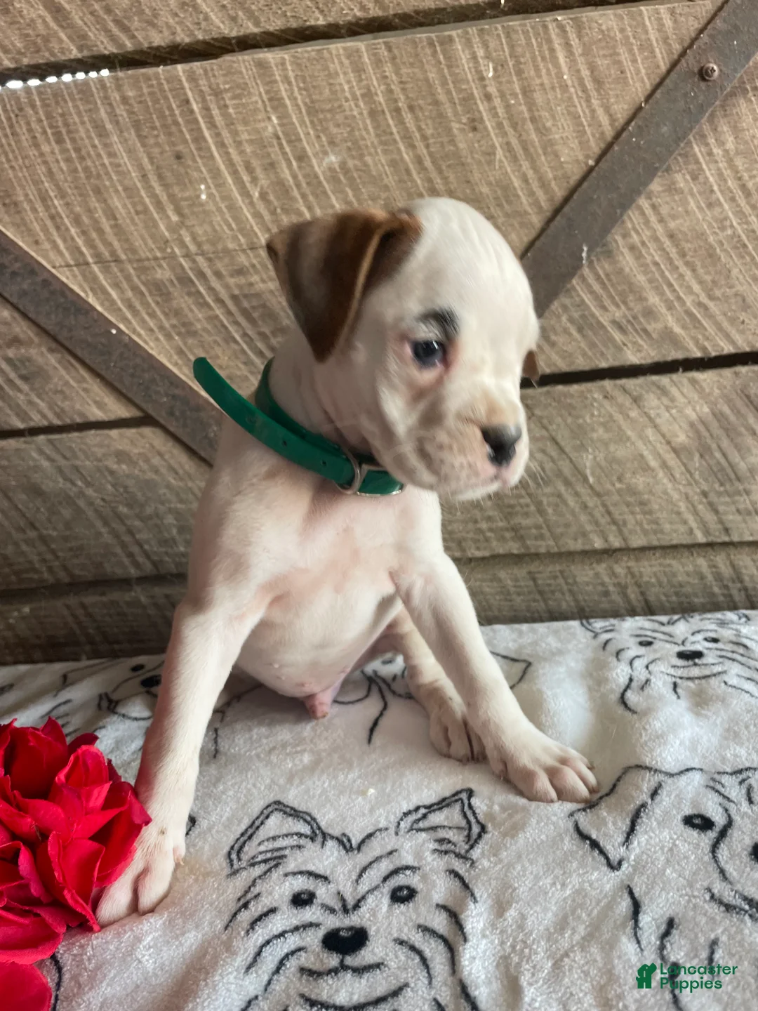 Boxer dogs for sale: Tyson - Ad 2