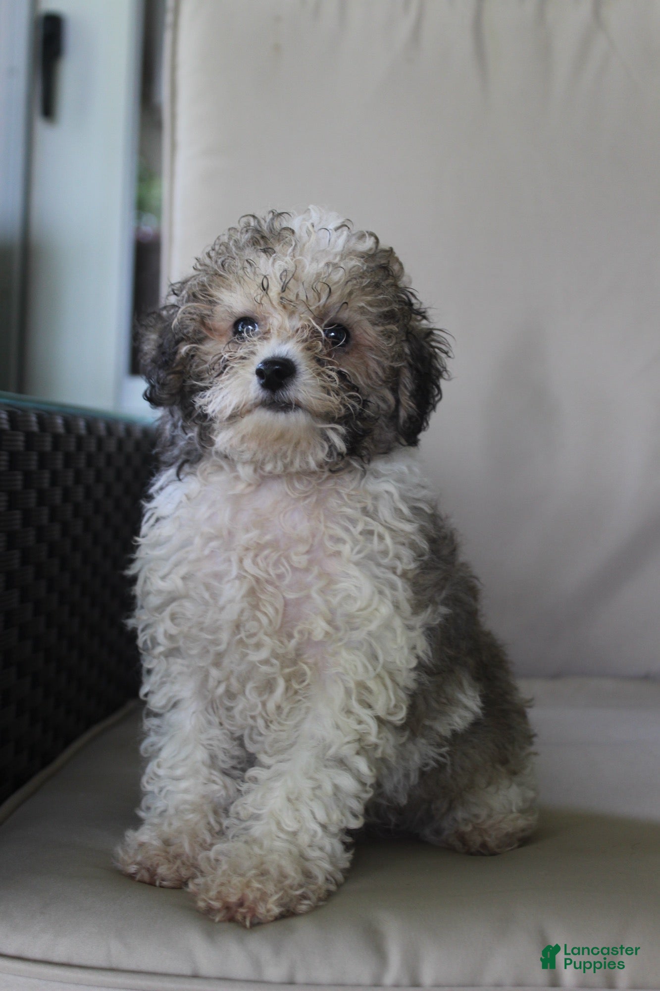 Miniature Poodle dogs Miniature Poodle 1 - Ad 2