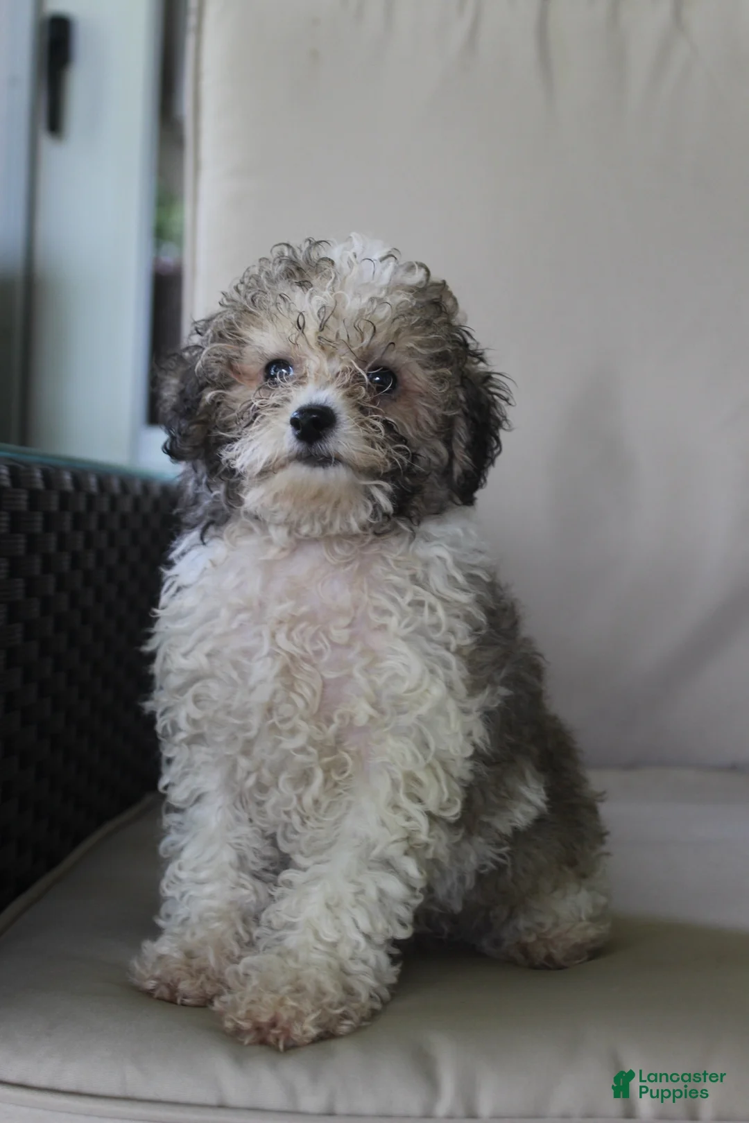 Miniature Poodle dogs for sale: Miniature Poodle 1 - Ad 2