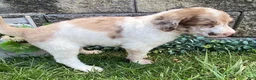Standard Poodle dogs for sale: Tyson- genetic clear - Ad 4