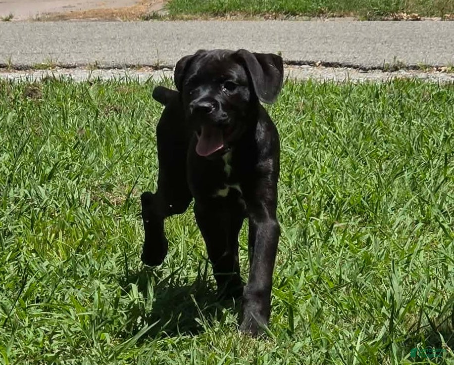 Cane Corso dogs Crowley AKC yellow/orange collar - Ad 35