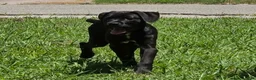 Cane Corso dogs for sale: Crowley AKC yellow/orange collar - Ad 1