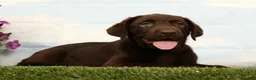 Labrador Retriever dogs for sale: Mocha - Ad 1