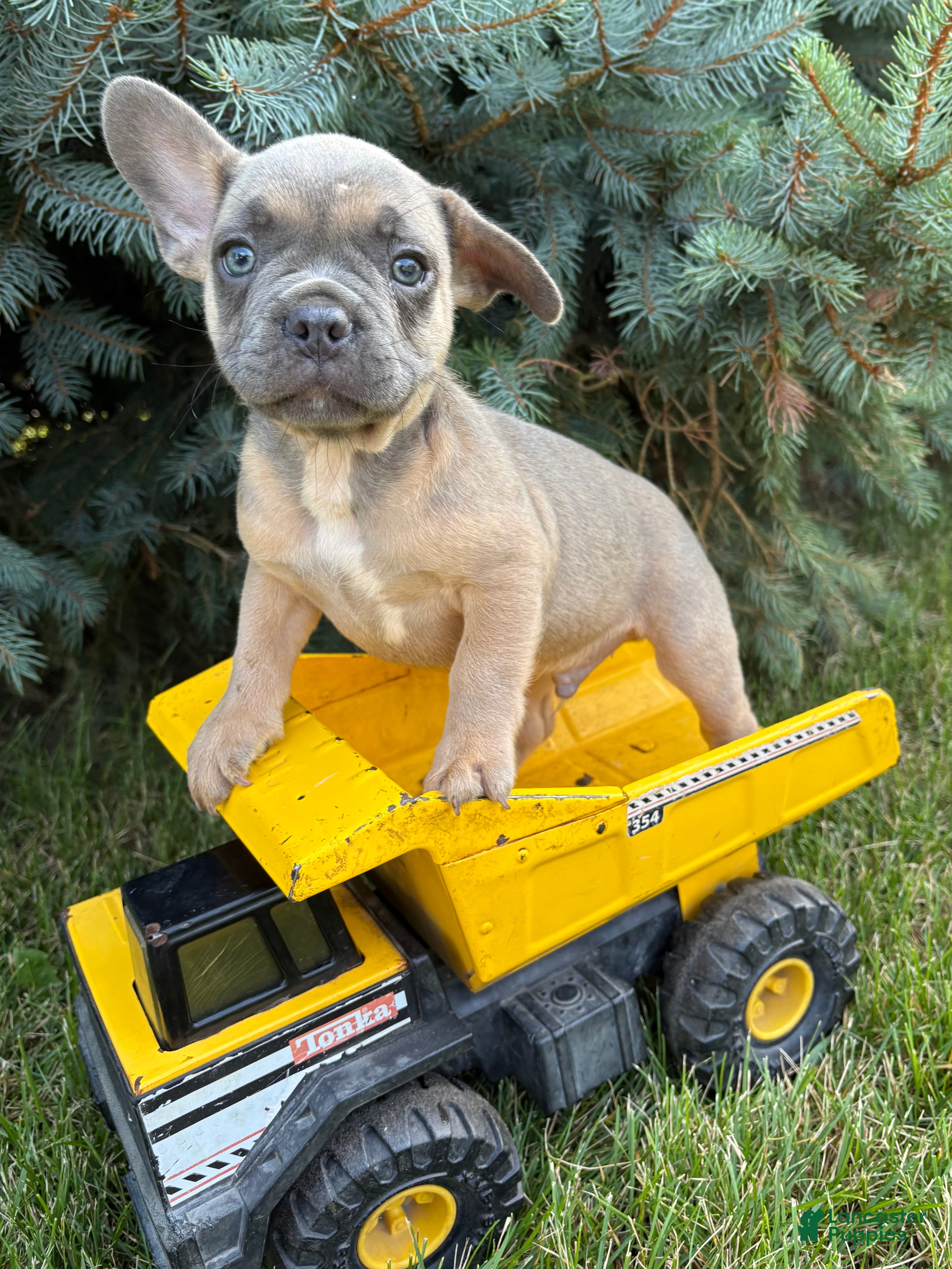 French Bulldog dogs Duke - Ad 1